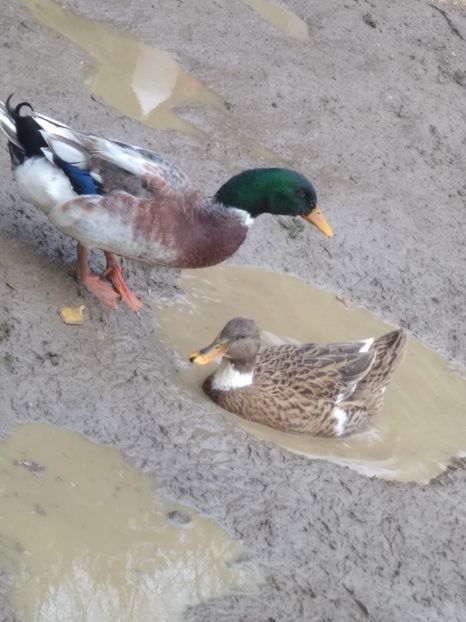  - Rațele macaitoare