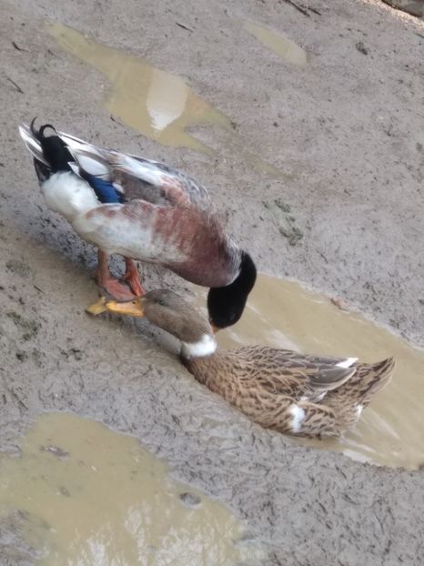  - Rațele macaitoare