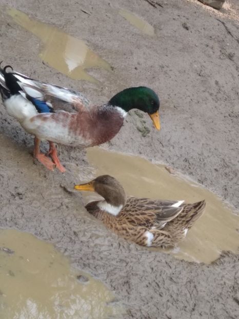  - Rațele macaitoare