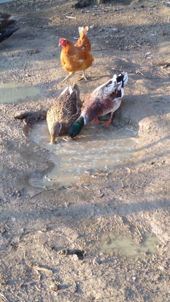  - Rațele macaitoare