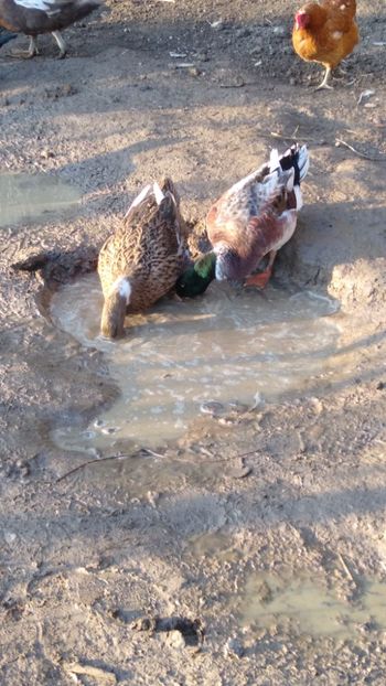  - Rațele macaitoare