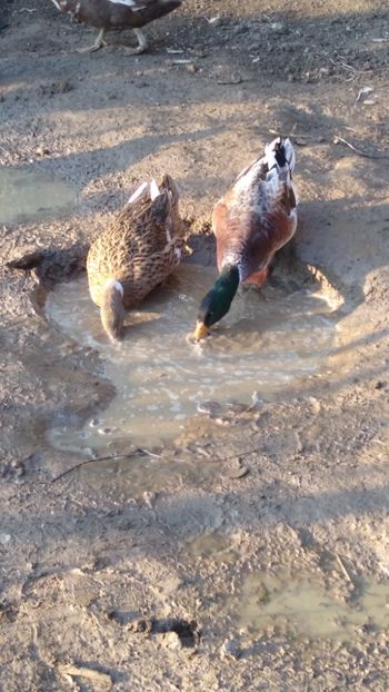  - Rațele macaitoare