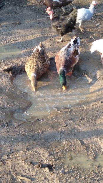  - Rațele macaitoare