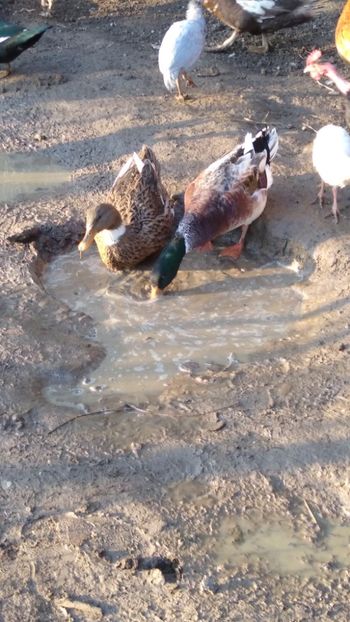  - Rațele macaitoare