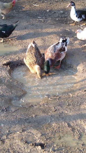  - Rațele macaitoare