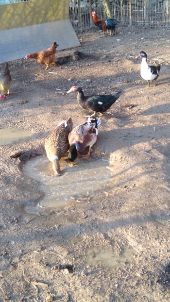  - Rațele macaitoare