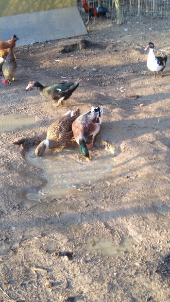  - Rațele macaitoare