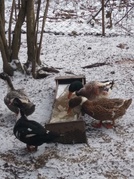  - Rațele macaitoare