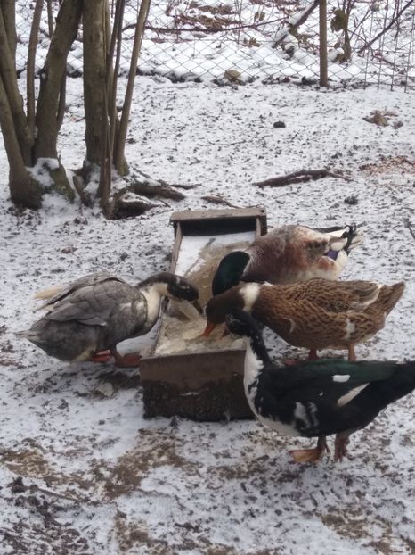  - Rațele macaitoare