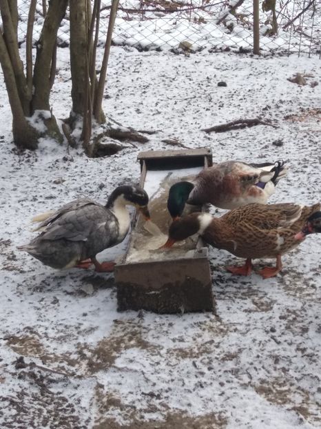  - Rațele macaitoare