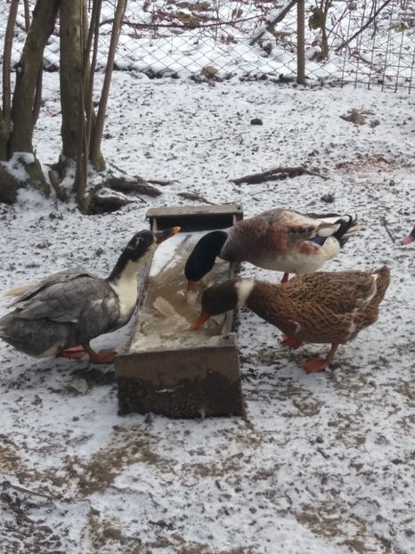  - Rațele macaitoare