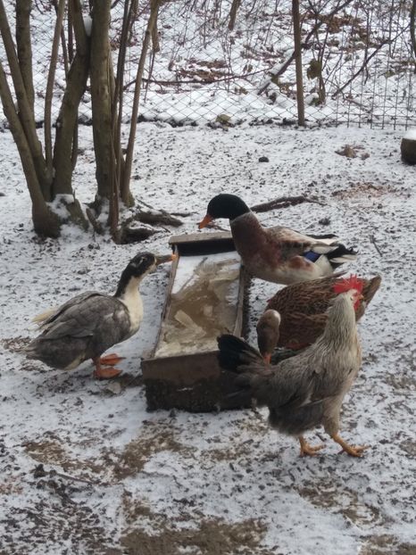  - Rațele macaitoare