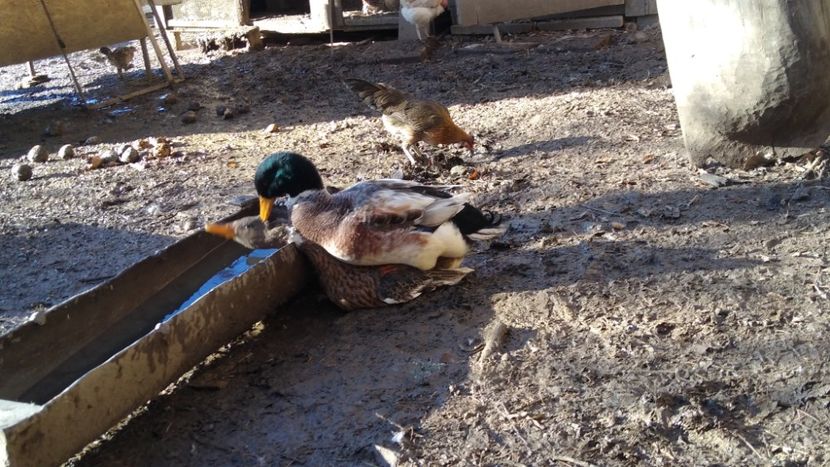  - Rațele macaitoare