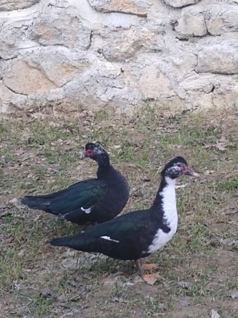  - ratele mele lesesti 2