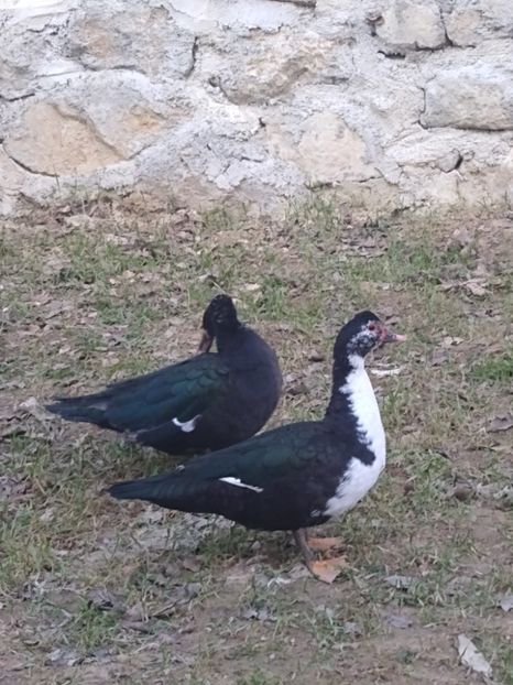  - ratele mele lesesti 2