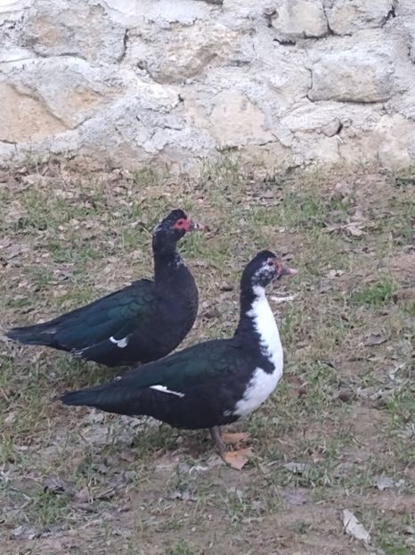  - ratele mele lesesti 2