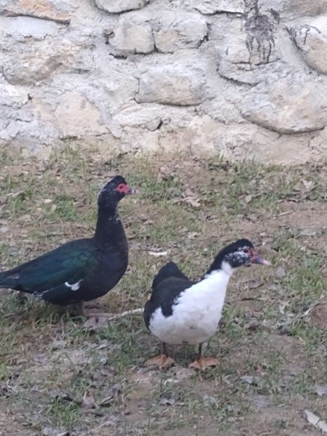  - ratele mele lesesti 2