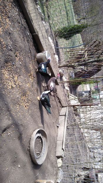  - ratele mele lesesti 2