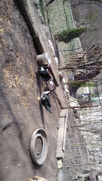  - ratele mele lesesti 2