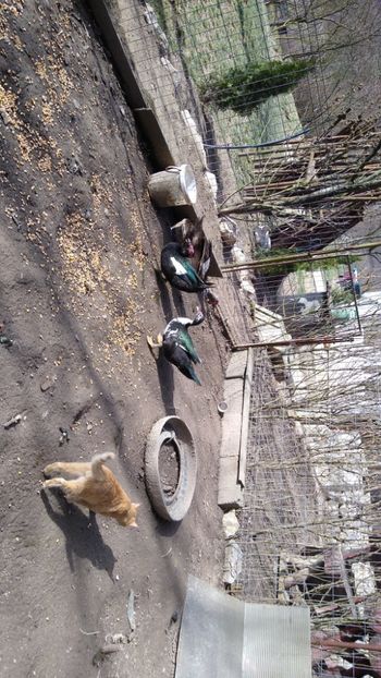  - ratele mele lesesti 2