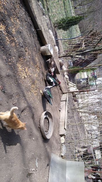  - ratele mele lesesti 2