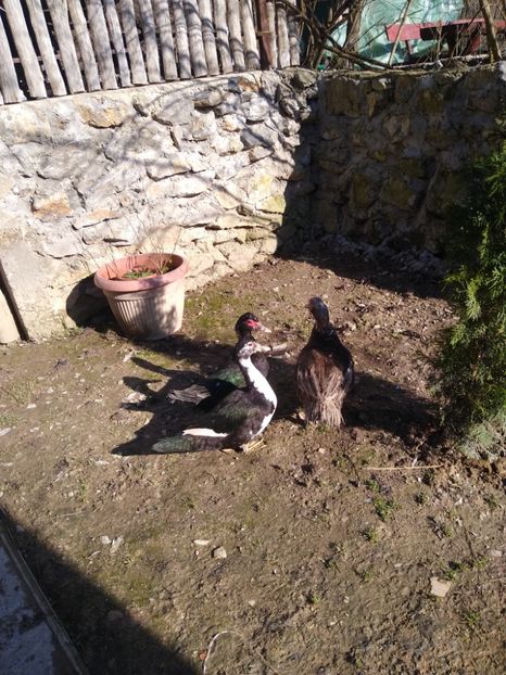  - ratele mele lesesti 2