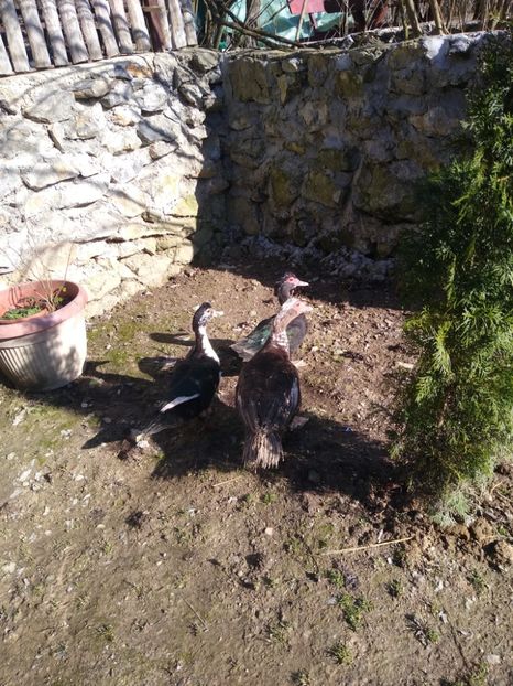  - ratele mele lesesti 2