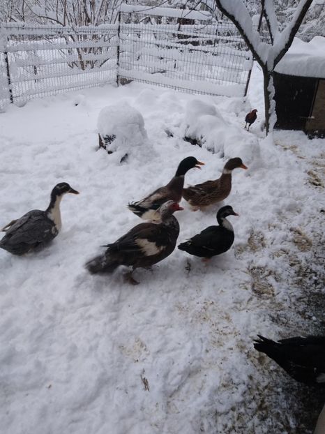  - ratele mele lesesti 2