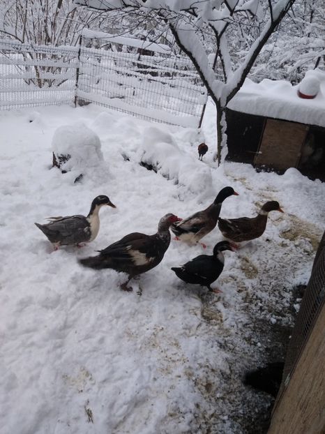  - ratele mele lesesti 2