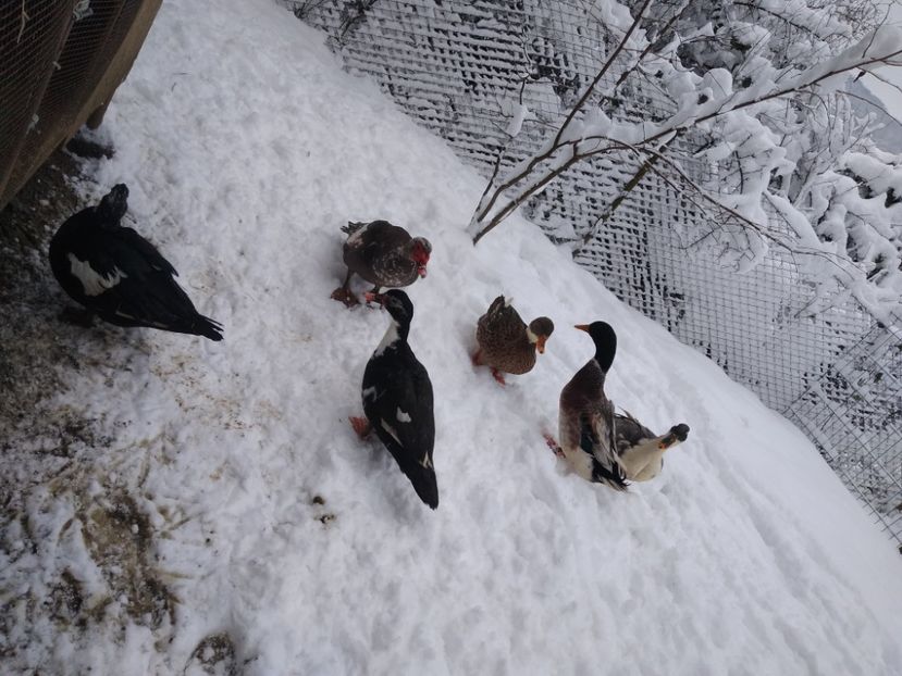  - ratele mele lesesti 2