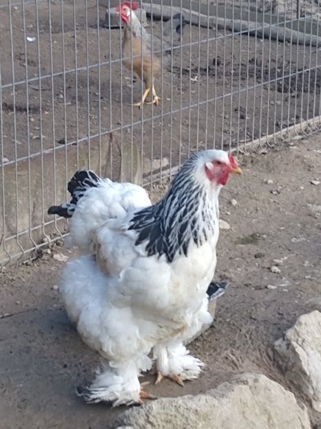  - Găinile mele Brahma herminat deschis