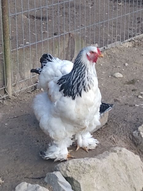  - Găinile mele Brahma herminat deschis