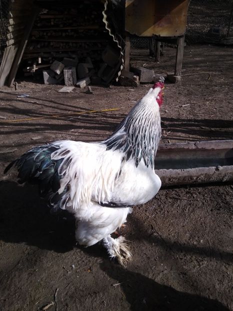  - Găinile mele Brahma herminat deschis
