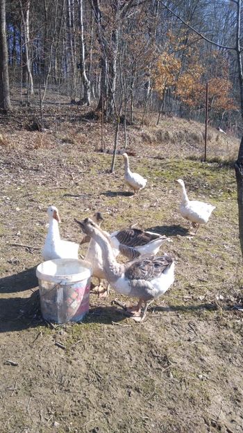  - Gâște 2020-2021