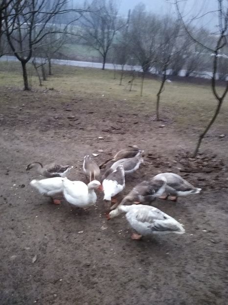  - Gâște 2020-2021