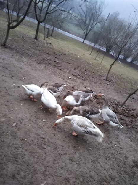  - Gâște 2020-2021