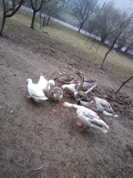  - Gâște 2020-2021