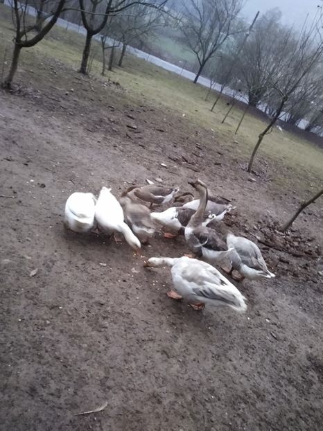  - Gâște 2020-2021