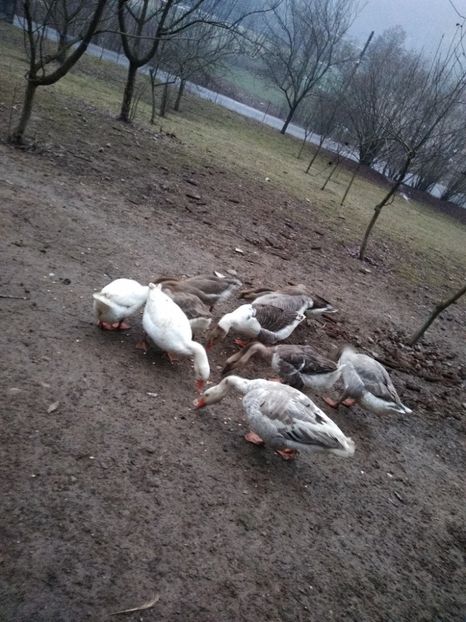 - Gâște 2020-2021