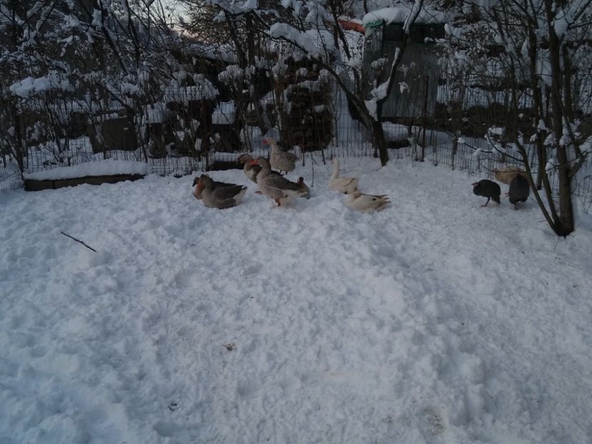  - Gâște 2020-2021