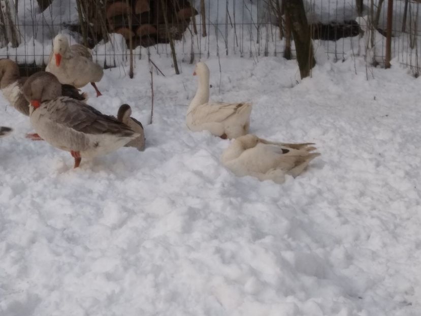  - Gâște 2020-2021