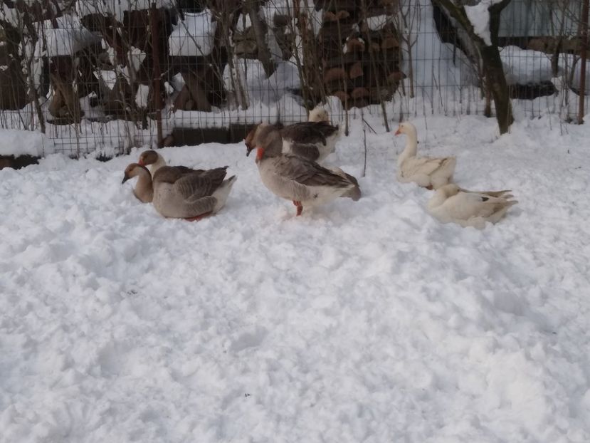  - Gâște 2020-2021