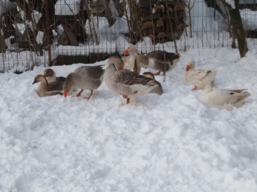  - Gâște 2020-2021