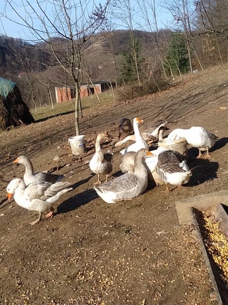  - Gâște 2020-2021