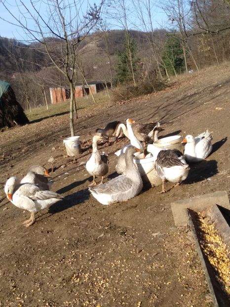  - Gâște 2020-2021