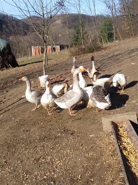  - Gâște 2020-2021