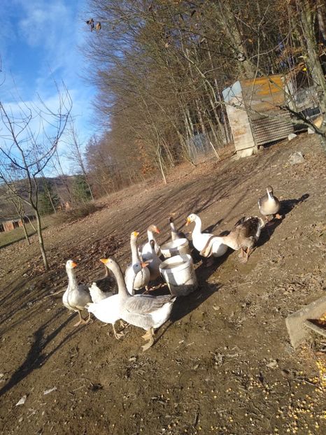 - Gâște 2020-2021
