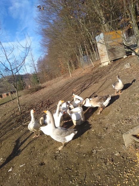  - Gâște 2020-2021