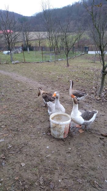  - Gâște 2020-2021