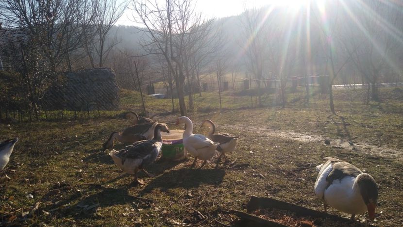  - Gâște 2020-2021
